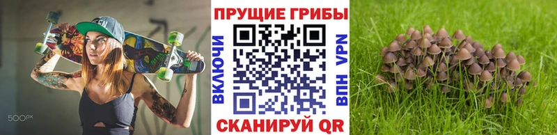 blacksprut зеркало Ковров Псилоцибиновые грибы Psilocybine cubensis сайты даркнета Telegram где продают